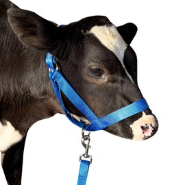 Cow Halter Cattle Halters Calf Halter with Leading Rope，Adjustable Nylon Livestock Cattle Halter，for Miniature Horse Donkey Goat Foal (Blue, Medium)