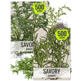 Seed Needs Savory Seeds for Planting Summer & Winter Savory Herbs - Non-GMO Heirloom & Untreated Herb Seed to Plant an Indoor/Outdoor Culinary Medicinal Garden (Collection of 2 Packets)