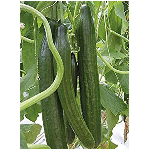 Unbranded 15+Cucumber Seeds Long Garden Sweet Slice Burpless Hybrid Cucumber