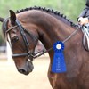 Yuxung 12 Pieces Horse Show Rosette Award Ribbon 1st -