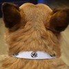 Small 'Happy German Shepherd Dog' Dog Collar (PR00065033)