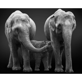 CVPuzzles Elephant Family 504 Piece Jigsaw Puzzle 16 X 20
