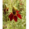 Southeast Seeds Dwarf Red Coneflower Seeds, Mexican Red Hat, Columnar