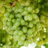 Ozark Mountain Plants 1 - HOPE BUNCH Live Seedless Grape