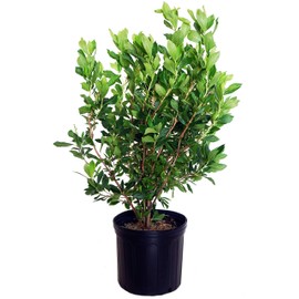 GreenPromiseFarms SHCSRS03 SHCSRS CLETHRA ALNIFOLIA `Ruby Spice`, 3 Size Container