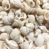 PEPPERLONELY Nassarius Reticulata Sea Shells, 4 OZ Approx. 160+PC Shells,