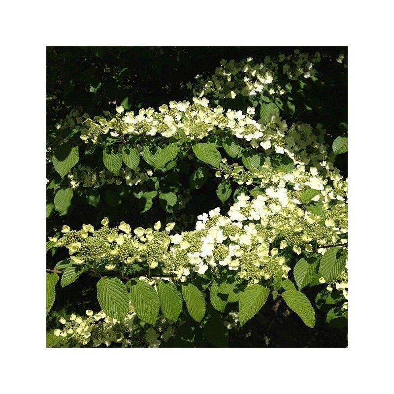 Bush Japanese Snowball Shrub - 6-12" Tall - Live Plant