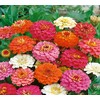500 Zinnia Thumbelina Mix Flower Seeds Zinnia Elegans (Approx)