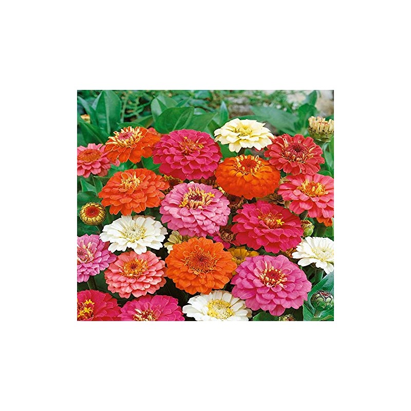 500 Zinnia Thumbelina Mix Flower Seeds Zinnia Elegans (Approx)