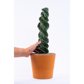 Spiral Cactus - Cereus forbesii 'Spiralis' - Twisted Rare Succulent - Tornado Cactus - Live Rooted Indoor Plants (9'')