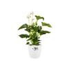 elho Brussels Round 30 - Flower Pot for Indoor -