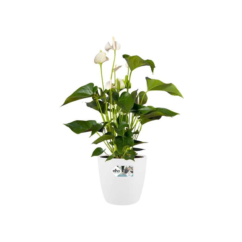 elho Brussels Round 30 - Flower Pot for Indoor -