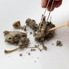 Extra Large Barn Owl Pellets Pack of 20 and Bone