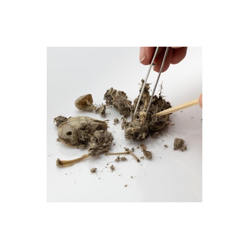 Extra Large Barn Owl Pellets Pack of 20 and Bone