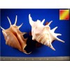 Florida Shells and Gifts Set of 6 Beautiful Spyder Conch