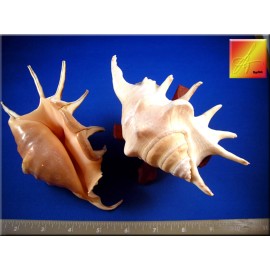 Florida Shells and Gifts Set of 6 Beautiful Spyder Conch Shell (Lambis Lambis) 3-4" Beach Decor Display