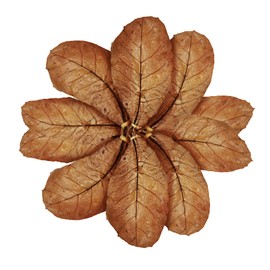 SunGrow Leaf Litter for Snakes, 10 Pcs Medium Indian Almond Catappa Leaves Substrate Maintain Humidity in Corn Snake and Ball Python Terrarium, 4-7 Inches, Reptile Tank Decor Accessories