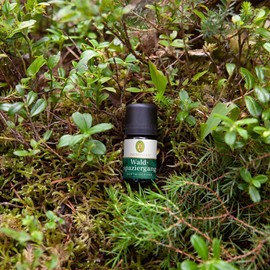 Primavera Wellbeing Series Blended Essential Oil Forest Walk 5ml PV18518