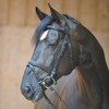 Kavalkade Unisex's Quentin English Combination Bridle, Brown, Small Pony