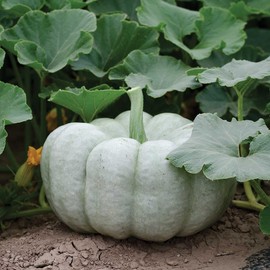 10+ Pumpkin Vegetable Seeds for Planting Outdoors Non-GMO Heirloom