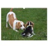 Beagle Wall Calendar 2025 DIN A3 Landscape CALVENDO Monthly Calendar