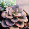Altman Plants Variegated Succulent Plant Collection (4PK) Mini Succulents, Colorful