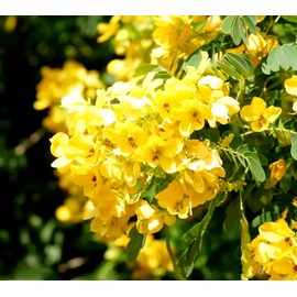 50 Senna Surattensis Seeds Cassia Glauca Senna sulfurea Glossy Shower. Gassiu surattensis Burm PeavyTailor