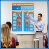 Tinlade Anatomy Muscle Chart Workout Posters Muscular System Phys Ed
