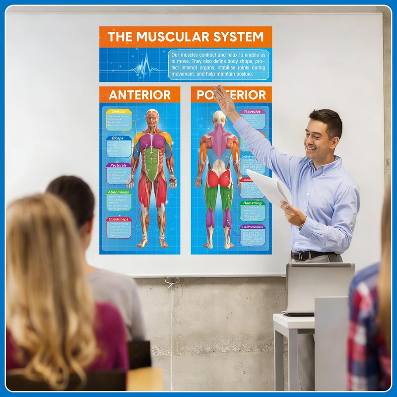 Tinlade Anatomy Muscle Chart Workout Posters Muscular System Phys Ed