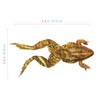 Anatomy Lab Bullfrog Specimen for Dissection, for Biology Classrooms, 5-6