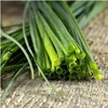 600 Common Chive Seeds for Planting Non GMO 1 gram