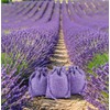 3drom 5 Lilac Hessian Bags filled with Natural Organic French