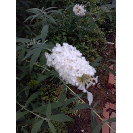 Pixies Gardens 2 Gallon-'White Profusion' Butterfly Bush Noted for Lots of Exceptional White Flowers Butterfly and Humming Bird Magnet -Gallon