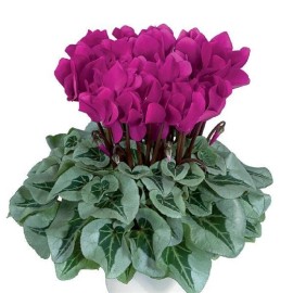 Cyclamen Seeds 15 Seeds Cyclamen Metalis Bright Purple