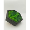 LoveLasy Bicolour Moss Wall Picture Hexagon for Home and Office