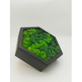 LoveLasy Bicolour Moss Wall Picture Hexagon for Home and Office Moss Picture