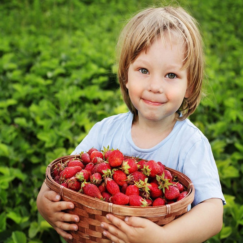 Hand Picked Nursery San Andreas Everbearing Strawberry Plants Live for