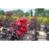Black Diamond Best RED Crape Myrtle - Size: 3 Gallon,