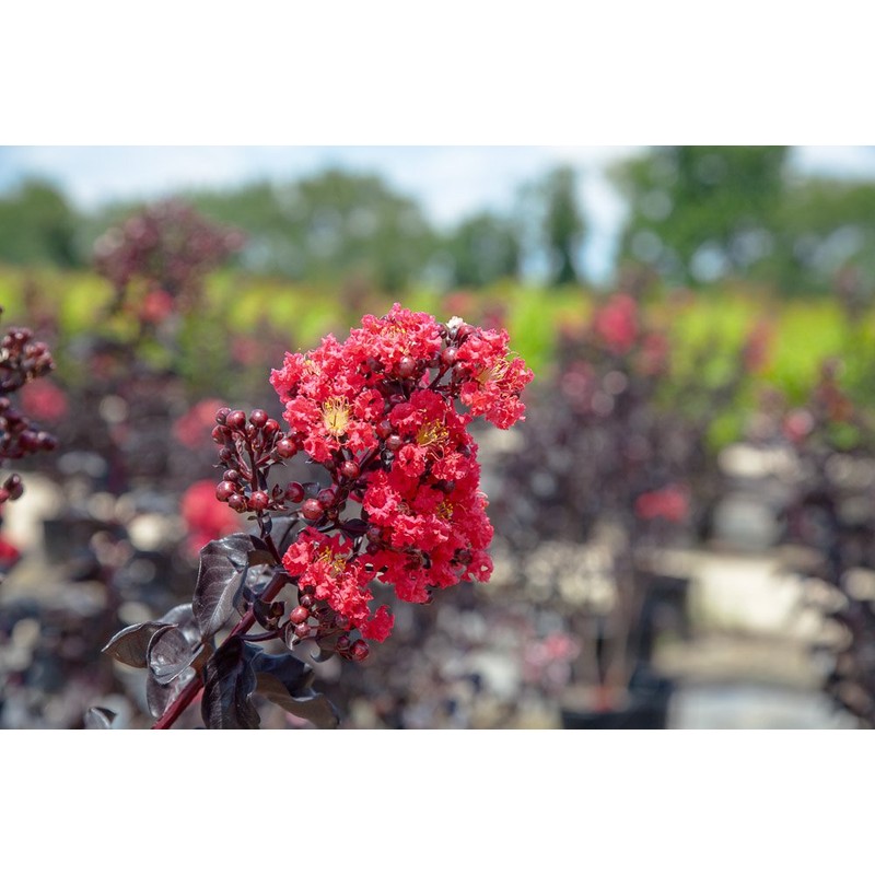Black Diamond Best RED Crape Myrtle - Size: 3 Gallon,