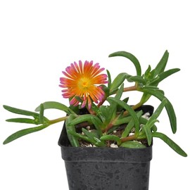 Delosperma Hybrid 'Ocean Sunset Orange Glow’, Ice Plant, Perennial Succulent, Heavy Bloomer, ContainerSize: 3" (2.6x3.5)