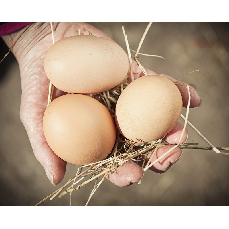 Eggcellent Update 2.2Lbs 95% More Calcium Than Mealworms, Non-GMO High