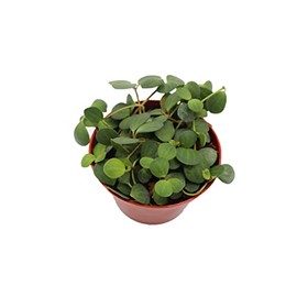 Peperomia Hope- 6" from California Tropicals