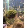 Large: 6 Floating Java Moss Balls Live Aquarium Plant Decoration.
