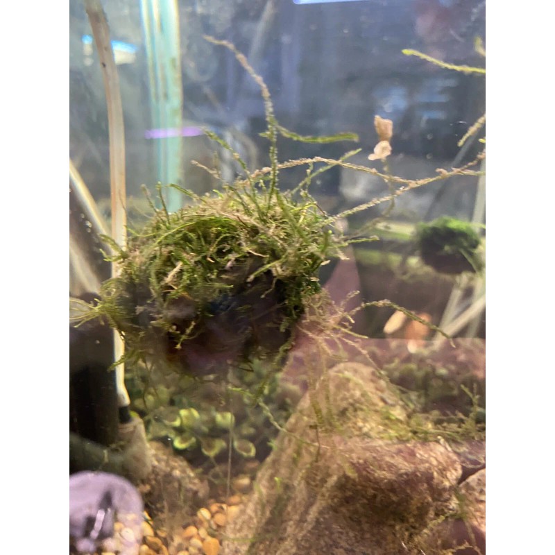 Large: 6 Floating Java Moss Balls Live Aquarium Plant Decoration.