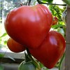 FUN AND GROW SEEDS: Seeds Pink Bull's Heart Tomato Indeterminate