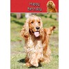 Cocker Spaniel Birthday Card
