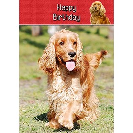 Cocker Spaniel Birthday Card