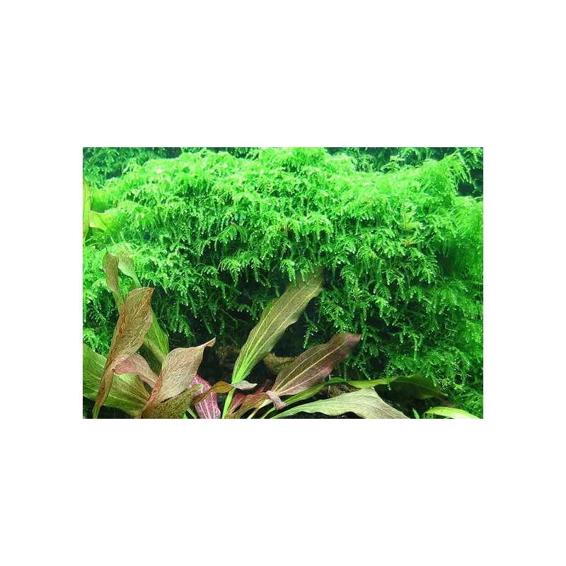 Weeping Moss - Live Submerged Freshwater Aquatic Live Plant
