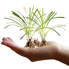 Variegated Liriope | 3 Live Bare Root Pips | Liriope Muscari Variegata | Ornamental Grass Plants | Low Maintenance Ground Cover for Landscaping