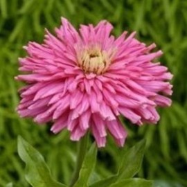 200 Rose Giant Cactus Zinnia Seeds for Planting 2 Grams of Seeds Non GMO Heirloom Pink USA Harvested pollinator bee Butterfly